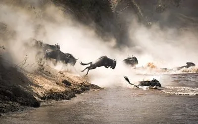 The Great Wildebeest Migration Explained